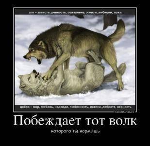 Волк, которого ты кормишь Волк, которого ты кормишь