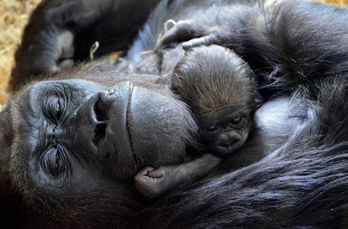 Их нравы. Правительство Дании решило запретить секс с животными Их нравы. Правительство Дании решило запретить секс с животными