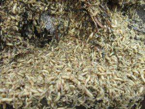 Сводки от ополчения Новороссии 25 октября 2014 год Сводки от ополчения Новороссии 25 октября 2014 год