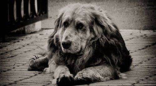 Простая история войны: пес Мишка Простая история войны: пес Мишка