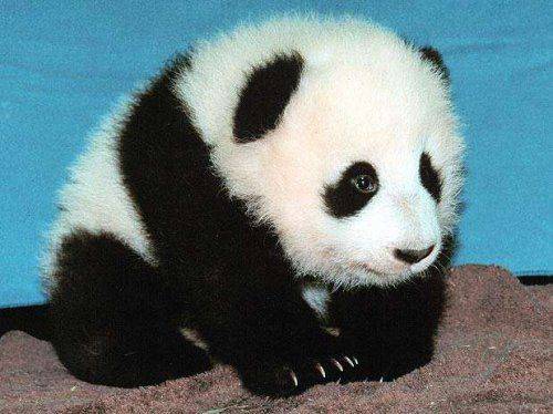 Крым и революция достоинства Крым и революция достоинства