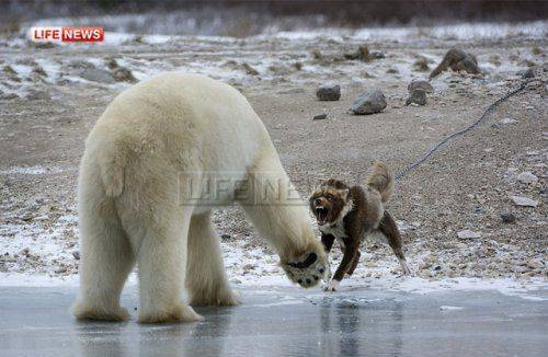 Отважный пес вступил в схватку с полярным медведем в Канаде Отважный пес вступил в схватку с полярным медведем в Канаде