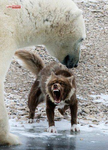 Отважный пес вступил в схватку с полярным медведем в Канаде Отважный пес вступил в схватку с полярным медведем в Канаде