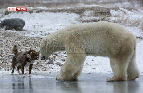 Отважный пес вступил в схватку с полярным медведем в Канаде Отважный пес вступил в схватку с полярным медведем в Канаде