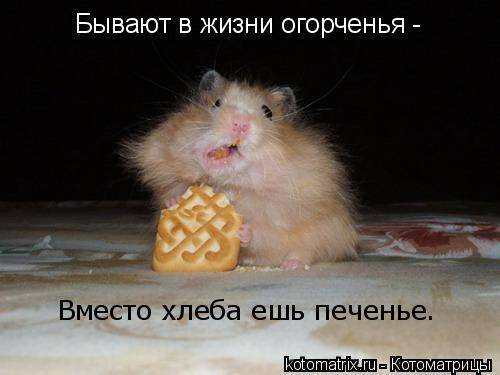Вместо хлеба есть печенье... Вместо хлеба есть печенье...