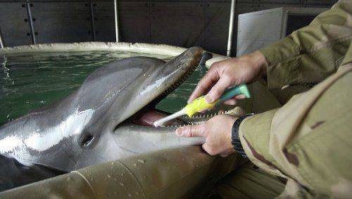 ЧФ России провел первое учение с боевыми дельфинами ЧФ России провел первое учение с боевыми дельфинами