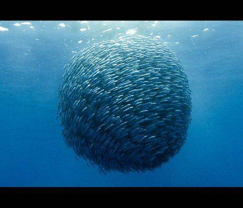 Charlie Hebdo: А нас то за что? Charlie Hebdo: А нас то за что?