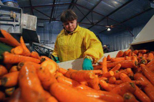 Во Владивостоке появилась морковь по 2,5 тысячи рублей за килограмм Во Владивостоке появилась морковь по 2,5 тысячи рублей за килограмм