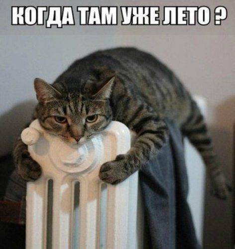 В Эстонии решили заменить газ дровами В Эстонии решили заменить газ дровами