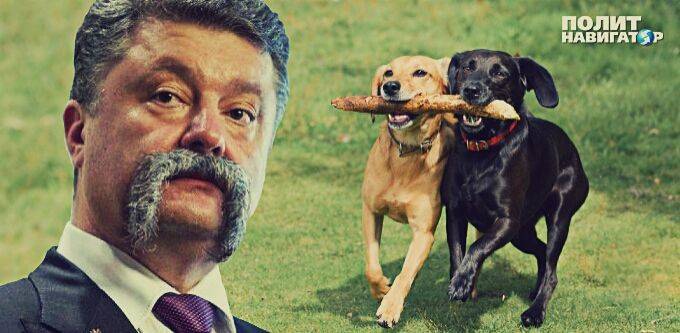 Порошенко укротил Айдар и Правый сектор Порошенко укротил Айдар и Правый сектор