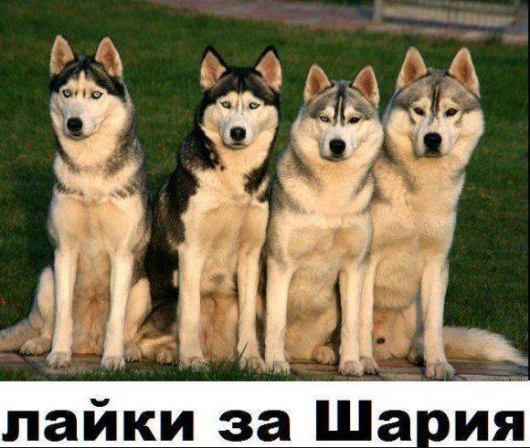 «Тонька-фейкомётчица» или Сказ о том, как хунтовские пиар-асы разбушевались «Тонька-фейкомётчица» или Сказ о том, как хунтовские пиар-асы разбушевались