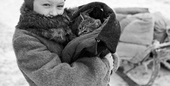 Неоценимый вклад кошек в спасение блокадного Ленинграда Неоценимый вклад кошек в спасение блокадного Ленинграда