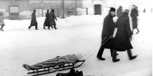 Неоценимый вклад кошек в спасение блокадного Ленинграда Неоценимый вклад кошек в спасение блокадного Ленинграда