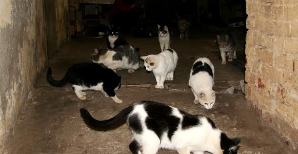 Неоценимый вклад кошек в спасение блокадного Ленинграда Неоценимый вклад кошек в спасение блокадного Ленинграда