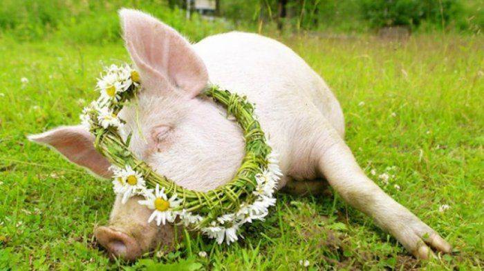 Ну как вам, украинцы, через год? Ну как вам, украинцы, через год?