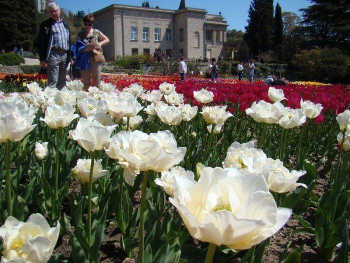 «Никита» в тюрбане: цветочному триумфу российского Крыма помогли голландцы   «Никита» в тюрбане: цветочному триумфу российского Крыма помогли голландцы