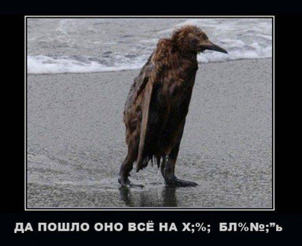 «Самопомич»: между аутсорсингом и петтингом «Самопомич»: между аутсорсингом и петтингом