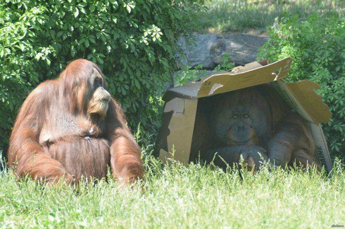 Обратная сторона экологов и другие хвосты Обратная сторона экологов и другие хвосты