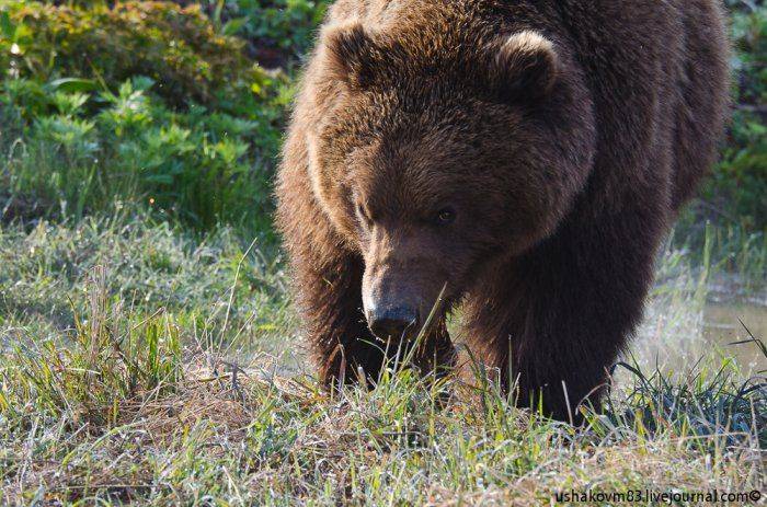 Прощание с Гаагой и другие хвосты Прощание с Гаагой и другие хвосты