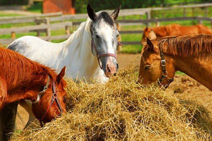 Овес для стада Овес для стада