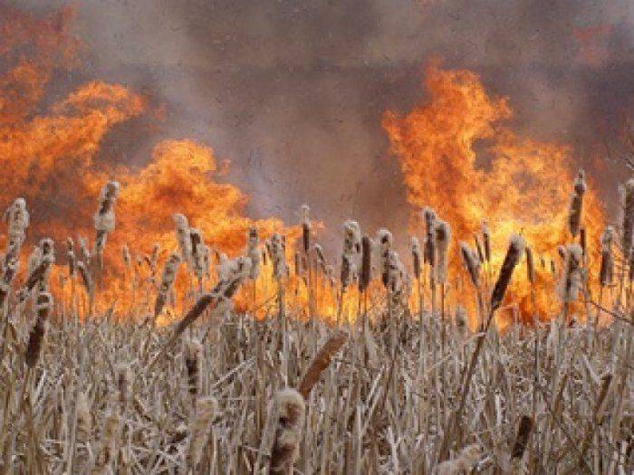 И снова пожар: в "Чернобыльской пуще" горит трава на площади 130 га   И снова пожар: в "Чернобыльской пуще" горит трава на площади 130 га