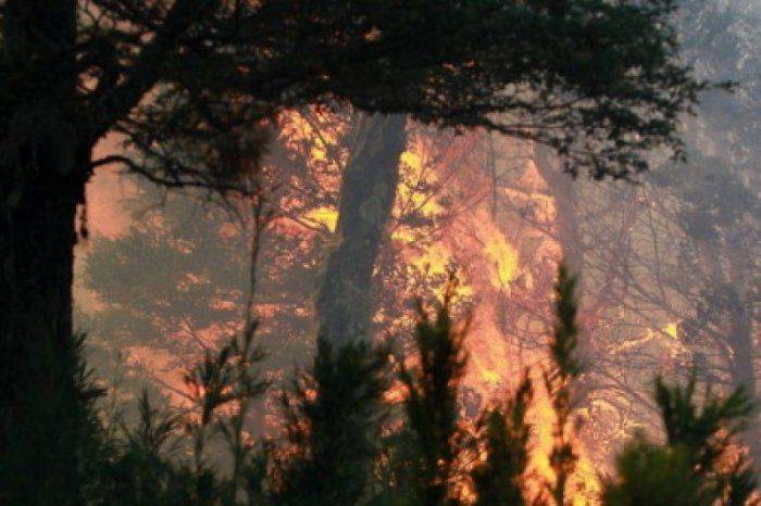 Под Чернобылем горят леса, огонь подбирается к ядерному реактору   Под Чернобылем горят леса, огонь подбирается к ядерному реактору