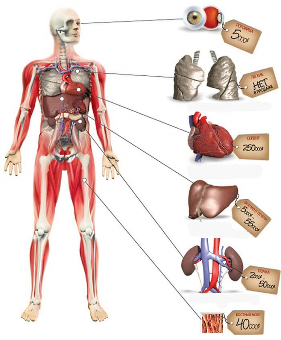 Украина намерена ввести презумпцию согласия на посмертное донорство Украина намерена ввести презумпцию согласия на посмертное донорство