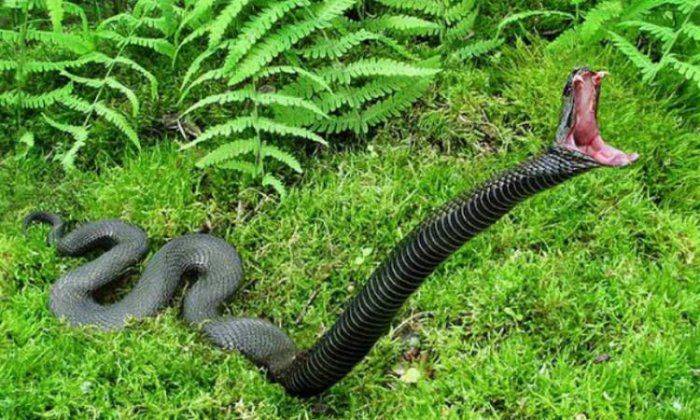 Ополченцы ждут гадюку Ополченцы ждут гадюку