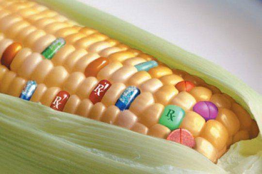 Россия сказала «нет» ГМО-продуктам Россия сказала «нет» ГМО-продуктам
