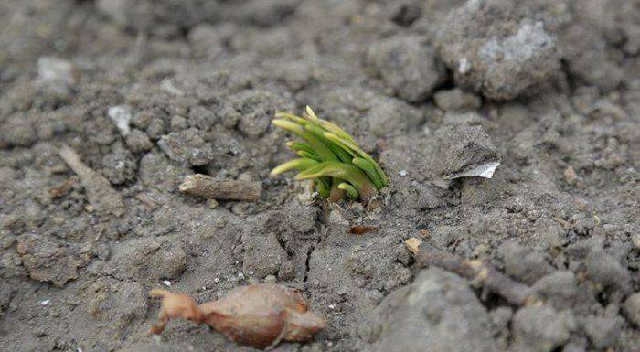 «Клоака на сене»: победа Села над Городом или расправа по-Бжезинскому?  «Клоака на сене»: победа Села над Городом или расправа по-Бжезинскому?