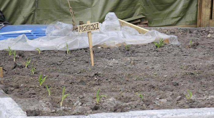 «Клоака на сене»: победа Села над Городом или расправа по-Бжезинскому?  «Клоака на сене»: победа Села над Городом или расправа по-Бжезинскому?