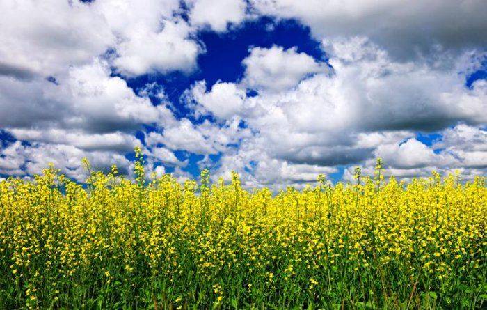 Горький конец сладкой Украины Горький конец сладкой Украины