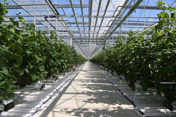 Россия стала на шаг ближе к продовольственной независимости Россия стала на шаг ближе к продовольственной независимости