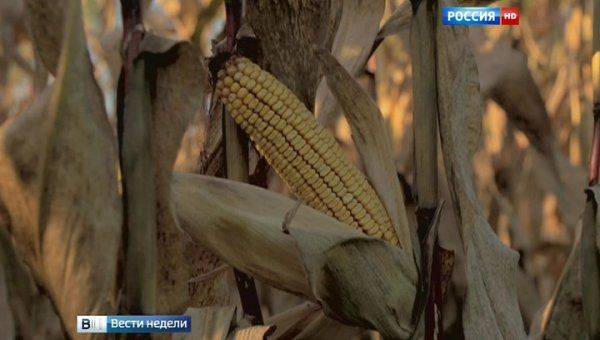 ГМО-гигант "Монсанто" ставит опыты на украинской земле ГМО-гигант "Монсанто" ставит опыты на украинской земле