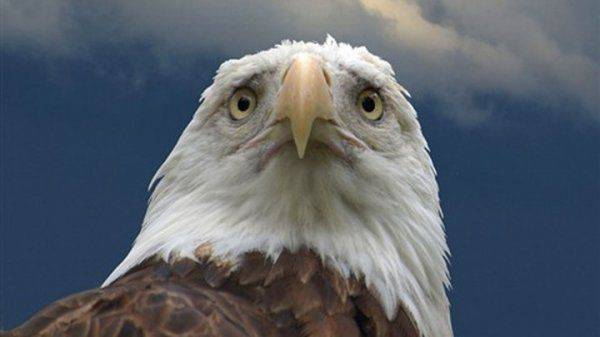 Россия ощипала американских «ястребов» Россия ощипала американских «ястребов»