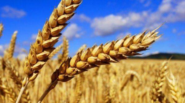 Колос вместо кулака, или Украина как аграрная супердержава Колос вместо кулака, или Украина как аграрная супердержава