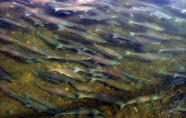 В Дальнегорске Приморского края выпустили в море миллионы мальков кеты В Дальнегорске Приморского края выпустили в море миллионы мальков кеты