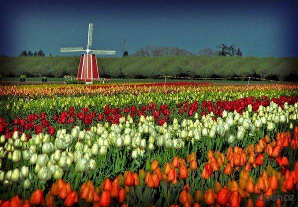 Тюльпаны завяли: исповедь патриота Тюльпаны завяли: исповедь патриота