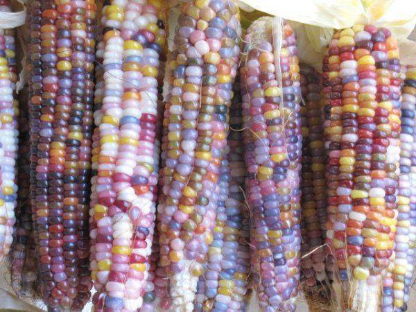 Европолигон ГМО: Над Украиной ставят новый эксперимент Европолигон ГМО: Над Украиной ставят новый эксперимент