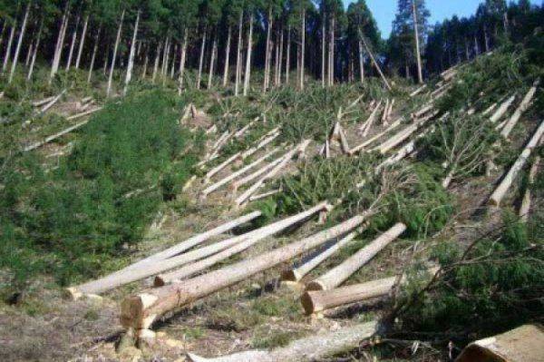 Газ не по карману: украинцы перейдут на коников из кизяков Газ не по карману: украинцы перейдут на коников из кизяков