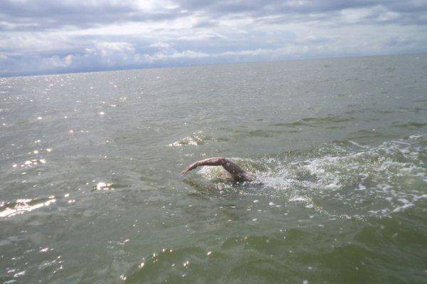 Экстремальный марафон ДНР-Россия через Таганрогский залив состоялся Экстремальный марафон ДНР-Россия через Таганрогский залив состоялся