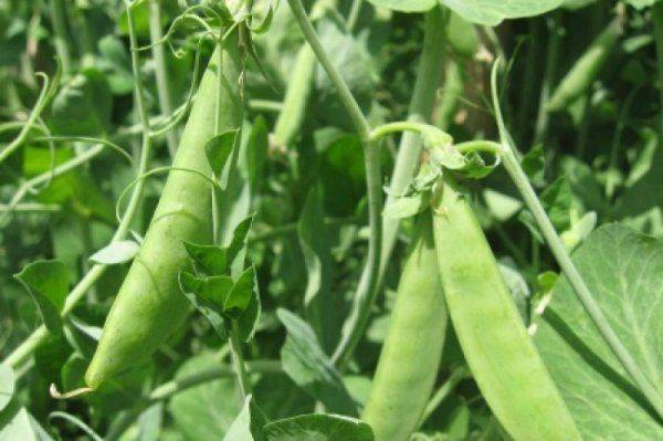 Шуты гороховые: Украина нашла альтернативные источники газа Шуты гороховые: Украина нашла альтернативные источники газа