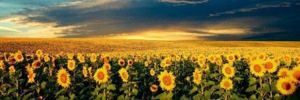 Американская операция «Ы» на чернозёмах Украины Американская операция «Ы» на чернозёмах Украины