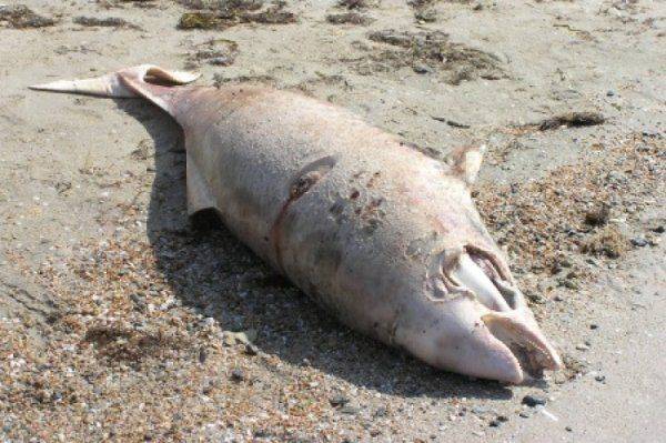 Комариный кошмар «конституционного» уик-энда Украины. Блокада Крыма уничтожила водоемы Херсонщины  Комариный кошмар «конституционного» уик-энда Украины. Блокада Крыма уничтожила водоемы Херсонщины