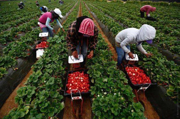 Польша отказывается от украинских «заробитчан» Польша отказывается от украинских «заробитчан»