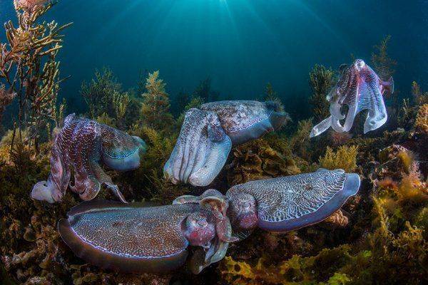 Финалисты конкурса Лучший фотограф дикой природы 2016 Финалисты конкурса Лучший фотограф дикой природы 2016