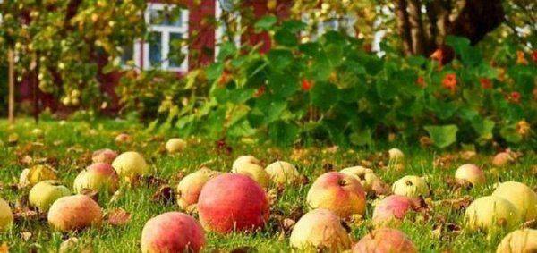 Зачем Россия сажает яблони? Зачем Россия сажает яблони?