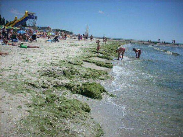 Итог перекрытия воды Крыму: Пляжи под Херсоном “цветут”, отдыхающие жалуются на страшную вонь  Итог перекрытия воды Крыму: Пляжи под Херсоном “цветут”, отдыхающие жалуются на страшную вонь