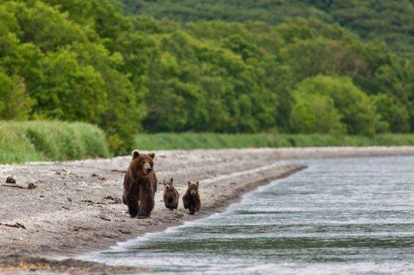 Цена Курильских островов  Цена Курильских островов