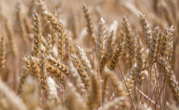 На кого прольется золотой дождь из «пшеничных долларов» На кого прольется золотой дождь из «пшеничных долларов»